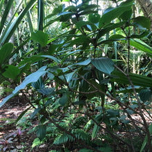 Load image into Gallery viewer, Pink Chandelier Tree Seeds