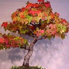 Load image into Gallery viewer, Sugar Maple Tree Seeds