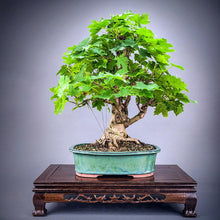Load image into Gallery viewer, Sugar Maple Tree Seeds