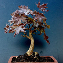 Load image into Gallery viewer, Crimson King Norway Maple Tree Seeds