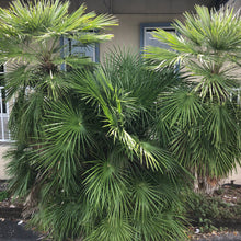 Load image into Gallery viewer, European Fan Palm Tree Seeds