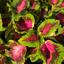 Load image into Gallery viewer, Coleus "Rainbow" Plant Seeds