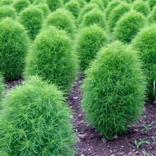 Load image into Gallery viewer, Kochia Burning Ornamental Grass Seeds