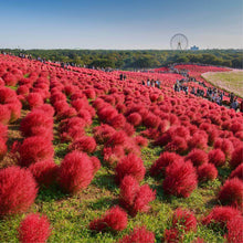 Load image into Gallery viewer, Kochia Burning Ornamental Grass Seeds