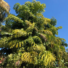 Load image into Gallery viewer, Fishtail Palm Tree Seeds