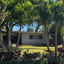 Load image into Gallery viewer, Christmas Palm Tree Seeds