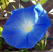 Load image into Gallery viewer, Blue Morning Glory Plant Seeds