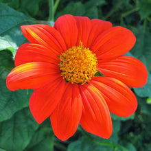 Load image into Gallery viewer, Tithonia Mexican Torch Sunflower Seeds