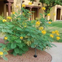 Load image into Gallery viewer, Mexican Yellow Bird of Paradise Plant Seeds