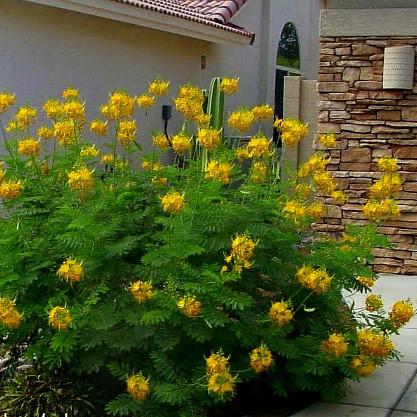 yellow seed plant Mexican Yellow Bird of Paradise Plant Seeds – SEEDTOPIA