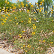 Load image into Gallery viewer, Mexican Yellow Bird of Paradise Plant Seeds