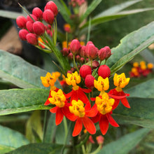 Load image into Gallery viewer, Tropical Milkweed Plant Seeds