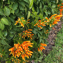 Load image into Gallery viewer, Lion's Ear Dagga Plant Seeds