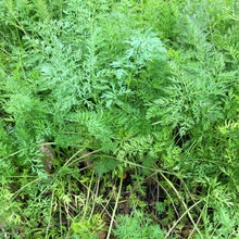 Load image into Gallery viewer, Organic Nantes Carrot Plant Seeds