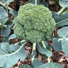 Load image into Gallery viewer, Organic Calabrese Broccoli Plant Seeds