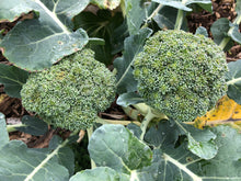 Load image into Gallery viewer, Organic Calabrese Broccoli Plant Seeds