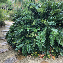 Load image into Gallery viewer, Cardboard Palm (Zamia) Seeds