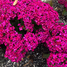 Load image into Gallery viewer, Magic Carpet Creeping Thyme Ornamental Groundcover Seeds