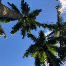 Load image into Gallery viewer, Royal Palm Tree Seeds