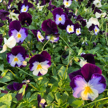 Load image into Gallery viewer, Johnny Jump Up Flower Seeds