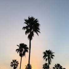 Load image into Gallery viewer, Mexican Fan Palm Tree Seeds