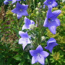 Load image into Gallery viewer, Balloon Flower Seeds