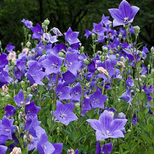Load image into Gallery viewer, Balloon Flower Seeds
