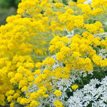 Load image into Gallery viewer, Alyssum "Basket of Gold" Ornamental Groundcover Seeds