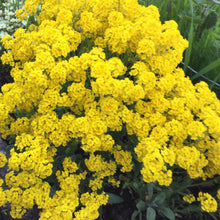 Load image into Gallery viewer, Alyssum "Basket of Gold" Ornamental Groundcover Seeds