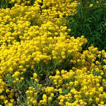 Load image into Gallery viewer, Alyssum "Basket of Gold" Ornamental Groundcover Seeds