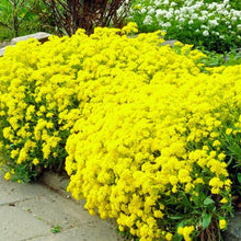 Load image into Gallery viewer, Alyssum "Basket of Gold" Ornamental Groundcover Seeds