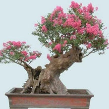Load image into Gallery viewer, Crepe Myrtle Tree Seeds (Pink)