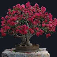 Load image into Gallery viewer, Crepe Myrtle Tree Seeds (Fuchsia)