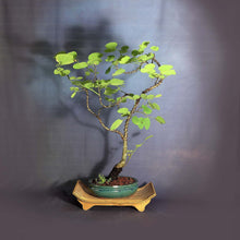 Load image into Gallery viewer, Hong Kong Orchid Tree Seeds