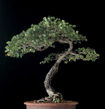 Load image into Gallery viewer, Hong Kong Orchid Tree Seeds