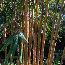 Load image into Gallery viewer, Golden Bamboo Plant Seeds