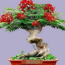 Load image into Gallery viewer, Royal Poinciana Tree Seeds