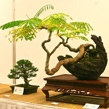 Load image into Gallery viewer, Yellow Poinciana Tree Seeds