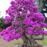 Load image into Gallery viewer, Eastern Redbud Tree Seeds