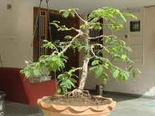 Load image into Gallery viewer, River Tamarind Tree Seeds