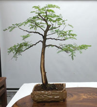 Load image into Gallery viewer, River Tamarind Tree Seeds