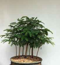 Load image into Gallery viewer, River Tamarind Tree Seeds