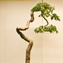 Load image into Gallery viewer, Gumbo Limbo Tree Seeds
