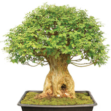 Load image into Gallery viewer, Mahogany Tree Seeds