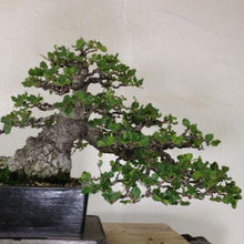 Load image into Gallery viewer, Live Oak Tree Seeds