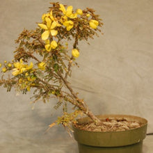 Load image into Gallery viewer, Golden Cassia Tree Seeds