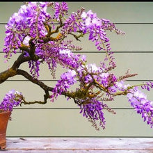 Load image into Gallery viewer, Jacaranda Tree Seeds