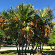 Load image into Gallery viewer, Paurotis Palm Tree Seeds
