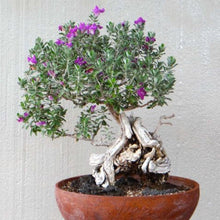 Load image into Gallery viewer, Pink Willow Tree Seeds