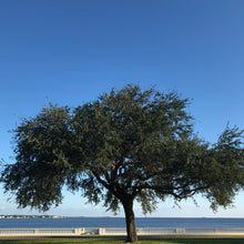 Load image into Gallery viewer, Live Oak Tree Seeds